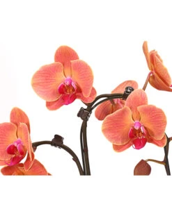 Schmetterlingsorchidee - Phalaenopsis Cultivars 'Umbrella', Verschiedene Sorten -Garten Umfassend Geschäft 8203242 WE DE 003 SchmetterlingsorchideePhalaenopsisUmbrellaT12DehnerExpressHerzig