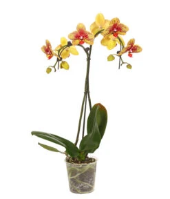Schmetterlingsorchidee - Phalaenopsis Cultivars 'Umbrella', Verschiedene Sorten -Garten Umfassend Geschäft 8203242 WE FS 002 SchmetterlingsorchideePhalaenopsisUmbrellaT12DehnerExpressHerzig