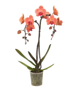 Schmetterlingsorchidee - Phalaenopsis Cultivars 'Umbrella', Verschiedene Sorten -Garten Umfassend Geschäft 8203242 WE FS 003 SchmetterlingsorchideePhalaenopsisUmbrellaT12DehnerExpressHerzig