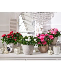 Zimmerazalee - Rhododendron Simsii, Sonderfarben 21 Zimmerazalee - Rhododendron Simsii, Sonderfarben -Garten Umfassend Geschäft 8205106 8205221 8205148 8205163 PR MO 001 AzaleenAzaleaT12UveSauer