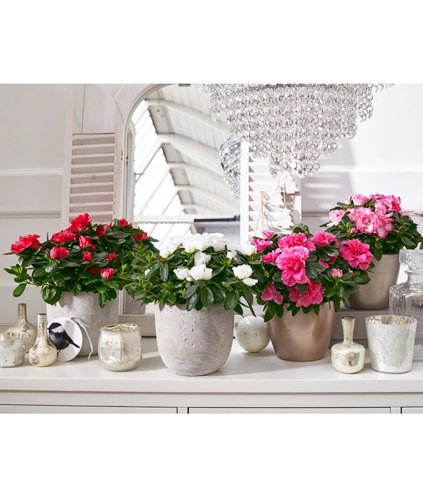 Zimmerazalee - Rhododendron Simsii, Sonderfarben 12 Zimmerazalee - Rhododendron Simsii, Sonderfarben – Bild 10