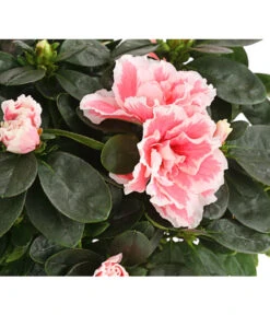 Zimmerazalee - Rhododendron Simsii, Sonderfarben 17 Zimmerazalee - Rhododendron Simsii, Sonderfarben -Garten Umfassend Geschäft 8205106 WE DE 001 AzaleeAzaleaSofaT12DehnerExpressHerzig