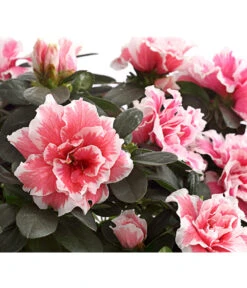 Zimmerazalee - Rhododendron Simsii, Sonderfarben 18 Zimmerazalee - Rhododendron Simsii, Sonderfarben -Garten Umfassend Geschäft 8205106 WE DE 001 AzaleeAzaleaSonderfarbeT12DehnerExpressHerzigOW