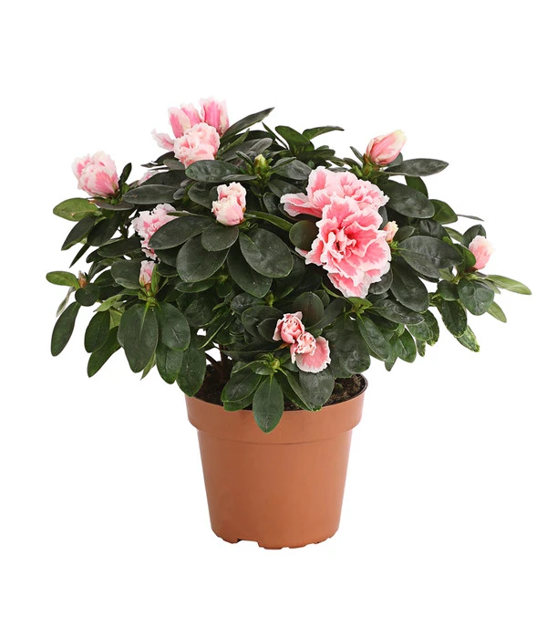 Zimmerazalee - Rhododendron Simsii, Sonderfarben 4 Zimmerazalee - Rhododendron Simsii, Sonderfarben – Bild 2