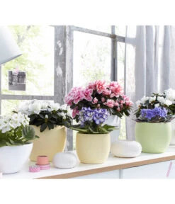 Zimmerazalee - Rhododendron Simsii, Sonderfarben 20 Zimmerazalee - Rhododendron Simsii, Sonderfarben -Garten Umfassend Geschäft 8205106 WE MO 001 AzaleenAzaleaSaintpauliaUsambaraveilchenOstershooting2016UveSauerDehner