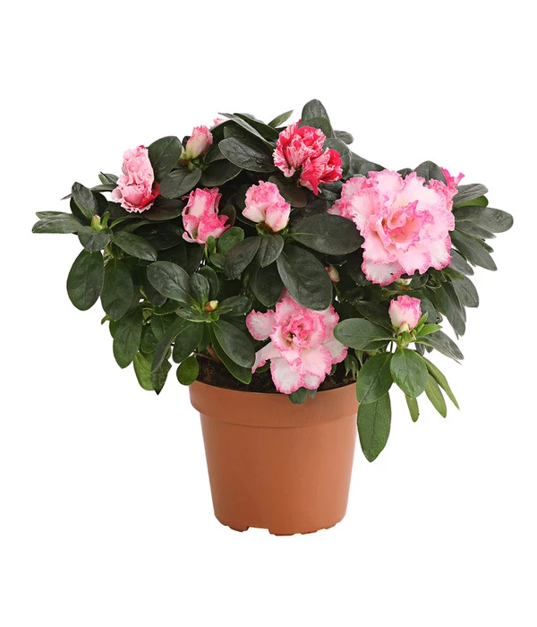 Zimmerazalee - Rhododendron Simsii, Sonderfarben 3 Zimmerazalee - Rhododendron Simsii, Sonderfarben