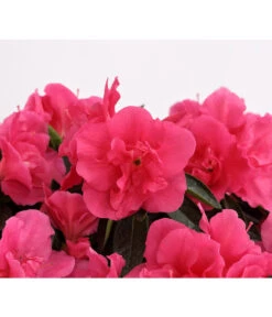Zimmerazalee - Rhododendron Simsii 'Remembrance' -Garten Umfassend Geschäft 8205999 PR DE 001 AzaleeDehnerExpressHerzig