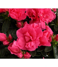 Zimmerazalee - Rhododendron Simsii 'Remembrance' -Garten Umfassend Geschäft 8205999 PR DE 001 AzaleenRemembranceLilaT12DehnerExpressHerzig