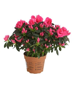 Zimmerazalee - Rhododendron Simsii 'Remembrance'