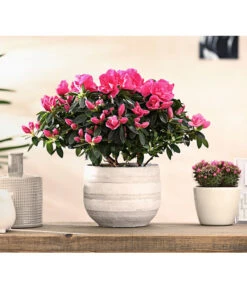 Zimmerazalee - Rhododendron Simsii 'Remembrance' -Garten Umfassend Geschäft 8205999 PR MO 001 AzaleenRemembranceLilaT12DehnerExpressHerzig