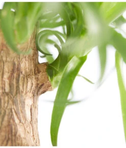 Elefantenfuß - Beaucarnea Recurvata, In Keramik -Garten Umfassend Geschäft 8207961 PR DE 001 BeaucarneaRecurvataElefantenfussDehnerExpressZS