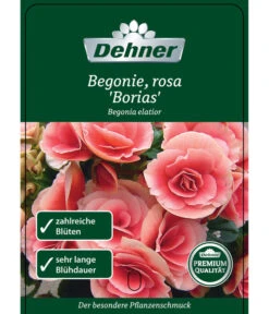 Elatior-Begonie - Begonia Elatior 'Borias®' -Garten Umfassend Geschäft 8208209 BegonieBoriasrosa Etikett 1