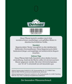 Elatior-Begonie - Begonia Elatior 'Borias®' -Garten Umfassend Geschäft 8208209 BegonieBoriasrosa Etikett 2