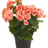 Elatior-Begonie - Begonia Elatior 'Borias®' 1 Elatior-Begonie - Begonia Elatior 'Borias®' -Garten Umfassend Geschäft 8208209 PR FS 002 BegonieBegoniaBoriasRosaT13PremiumDehnerExpressHerzig