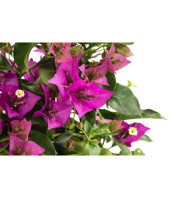 Drillingsblume, Pyramide/Spalier 9 Drillingsblume, Pyramide/Spalier -Garten Umfassend Geschäft 8209165 WE DE 001 DrillingsblumeT15