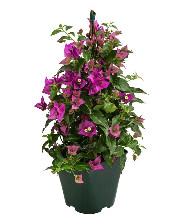 Drillingsblume, Pyramide/Spalier 3 Drillingsblume, Pyramide/Spalier