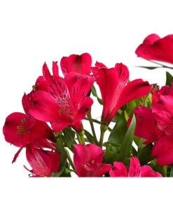 Inkalilie, Verschiedene Sorten 18 Inkalilie, Verschiedene Sorten -Garten Umfassend Geschäft 8211872 FS DE 002 AlstromeriaMixT23DehnerExpressHerzig