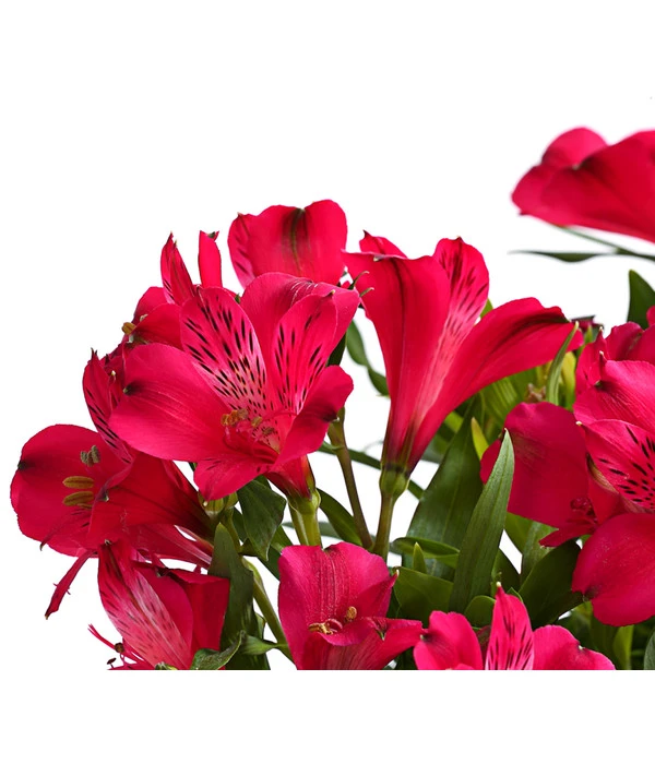 Inkalilie, Verschiedene Sorten 8 Inkalilie, Verschiedene Sorten – Bild 6