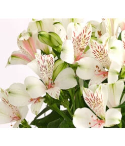 Inkalilie, Verschiedene Sorten 20 Inkalilie, Verschiedene Sorten -Garten Umfassend Geschäft 8211872 WE DE 001 AlstromeriaMixT23DehnerExpressHerzig