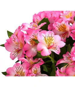 Inkalilie, Verschiedene Sorten 19 Inkalilie, Verschiedene Sorten -Garten Umfassend Geschäft 8211872 WE DE 003 AlstromeriaMixT23DehnerExpressHerzig