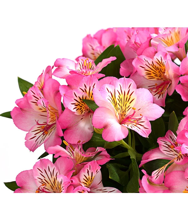 Inkalilie, Verschiedene Sorten 9 Inkalilie, Verschiedene Sorten – Bild 7