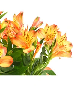 Inkalilie, Verschiedene Sorten 21 Inkalilie, Verschiedene Sorten -Garten Umfassend Geschäft 8211872 WE DE 004 AlstromeriaMixT23DehnerExpressHerzig