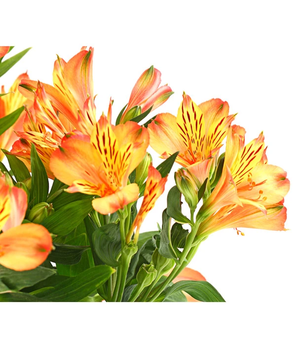 Inkalilie, Verschiedene Sorten 11 Inkalilie, Verschiedene Sorten – Bild 9