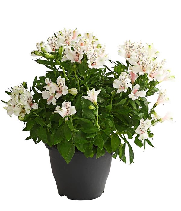 Inkalilie, Verschiedene Sorten 6 Inkalilie, Verschiedene Sorten – Bild 4