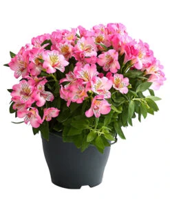 Inkalilie, Verschiedene Sorten 15 Inkalilie, Verschiedene Sorten -Garten Umfassend Geschäft 8211872 WE FS 003 AlstromeriaMixT23DehnerExpressHerzig