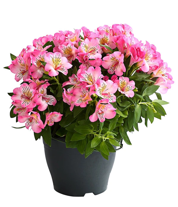 Inkalilie, Verschiedene Sorten 5 Inkalilie, Verschiedene Sorten – Bild 3