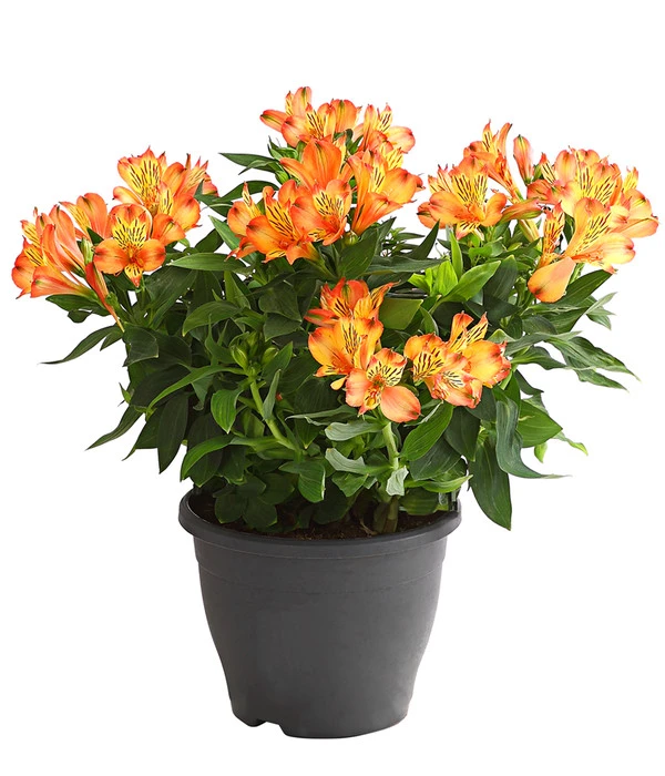 Inkalilie, Verschiedene Sorten 7 Inkalilie, Verschiedene Sorten – Bild 5