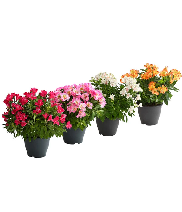 Inkalilie, Verschiedene Sorten 3 Inkalilie, Verschiedene Sorten