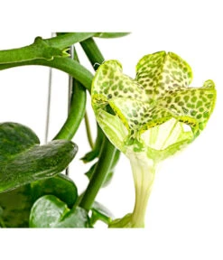 Kletternde Leuchterblume - Ceropegia Sandersonii, Säule -Garten Umfassend Geschäft 8212193 PR DE 001 CeropegiaSandersoniiFallschirmblumeT12DehnerExpressHerzig