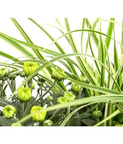 Herbst-Chrysantheme Mit Gras Im Blumenkasten, Verschiedene Farben 21 Herbst-Chrysantheme Mit Gras Im Blumenkasten, Verschiedene Farben -Garten Umfassend Geschäft 8213217 PR DE 001 ChrysanthemeMulitfloraMitGrasKastenDehnerExpressHerzig