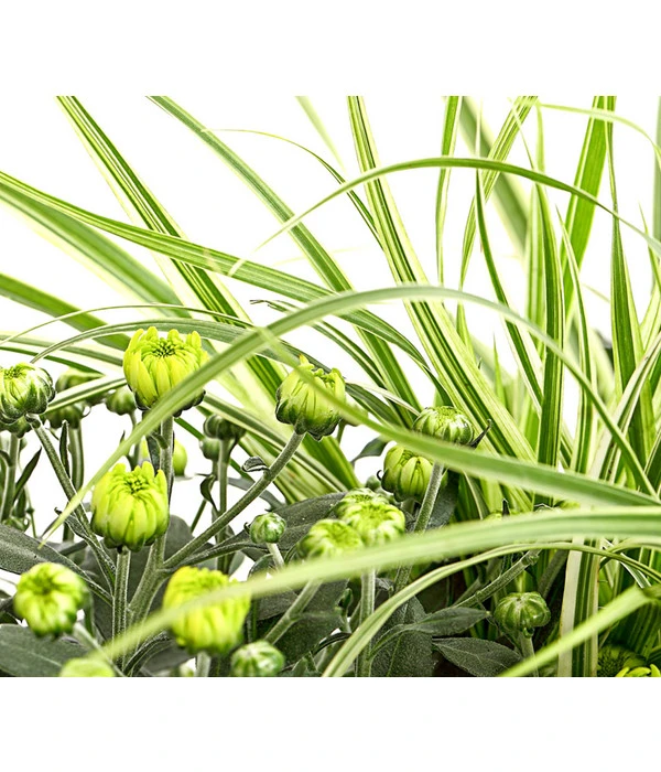 Herbst-Chrysantheme Mit Gras Im Blumenkasten, Verschiedene Farben 12 Herbst-Chrysantheme Mit Gras Im Blumenkasten, Verschiedene Farben – Bild 10