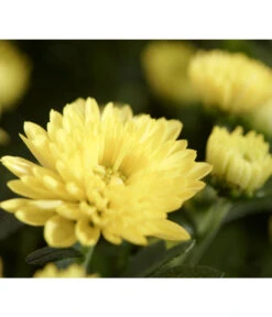 Herbst-Chrysantheme Mit Gras Im Blumenkasten, Verschiedene Farben 18 Herbst-Chrysantheme Mit Gras Im Blumenkasten, Verschiedene Farben -Garten Umfassend Geschäft 8213217 PR DE 011 ChrysanthemeMultifloraImKastenMitGrasDehnerExpressZS