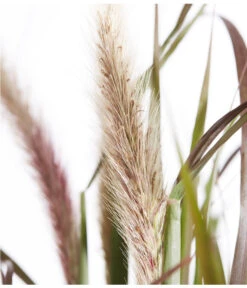 Herbst-Chrysantheme Mit Gras Im Blumenkasten, Verschiedene Farben 17 Herbst-Chrysantheme Mit Gras Im Blumenkasten, Verschiedene Farben -Garten Umfassend Geschäft 8213217 PR DE 012 ChrysanthemeMultifloraImKastenMitGrasDehnerExpressZS