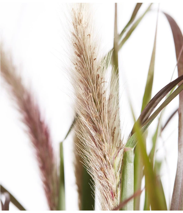 Herbst-Chrysantheme Mit Gras Im Blumenkasten, Verschiedene Farben 8 Herbst-Chrysantheme Mit Gras Im Blumenkasten, Verschiedene Farben – Bild 6