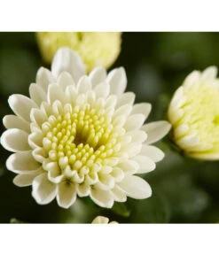 Herbst-Chrysantheme Mit Gras Im Blumenkasten, Verschiedene Farben 16 Herbst-Chrysantheme Mit Gras Im Blumenkasten, Verschiedene Farben -Garten Umfassend Geschäft 8213217 PR DE 021 ChrysanthemeMultifloraImKastenMitGrasDehnerExpressZS