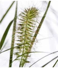 Herbst-Chrysantheme Mit Gras Im Blumenkasten, Verschiedene Farben 15 Herbst-Chrysantheme Mit Gras Im Blumenkasten, Verschiedene Farben -Garten Umfassend Geschäft 8213217 PR DE 022 ChrysanthemeMultifloraImKastenMitGrasDehnerExpressZS