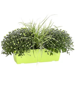 Herbst-Chrysantheme Mit Gras Im Blumenkasten, Verschiedene Farben 14 Herbst-Chrysantheme Mit Gras Im Blumenkasten, Verschiedene Farben -Garten Umfassend Geschäft 8213217 PR FS 001 ChrysanthemeMulitfloraMitGrasKastenDehnerExpressHerzig