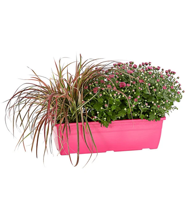 Herbst-Chrysantheme Mit Gras Im Blumenkasten, Verschiedene Farben 3 Herbst-Chrysantheme Mit Gras Im Blumenkasten, Verschiedene Farben