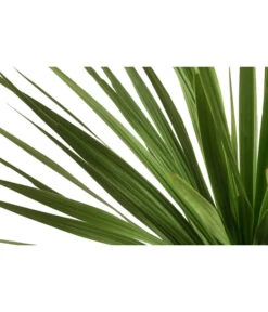 Keulenlilie - Dracaena Indivisa -Garten Umfassend Geschäft 8216277 WE DE 001 DracaenaIndivisaT20 Keulenlilie