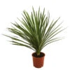 Keulenlilie - Dracaena Indivisa -Garten Umfassend Geschäft 8216277 WE FS 001 DracaenaIndivisaT20 Keulenlilie