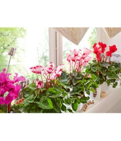 Alpenveilchen, Gefranst -Garten Umfassend Geschäft 8217473 8217911 WE MO 002 AlpenveilchenCyclamenGefranstT12UveSauer