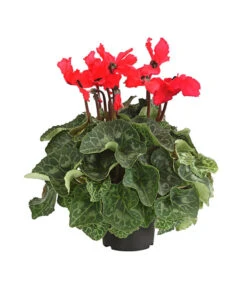 Alpenveilchen, Gefranst