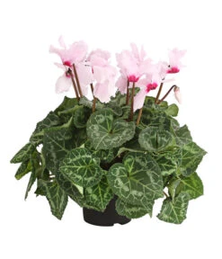 Alpenveilchen, Gefranst -Garten Umfassend Geschäft 8217473 PR FS 002 AlpenveilchenCyclameGefranstT12DehnerExpressHerzig