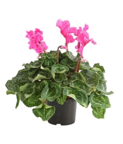 Alpenveilchen, Gefranst -Garten Umfassend Geschäft 8217473 PR FS 003 AlpenveilchenCyclameGefranstT12DehnerExpressHerzig