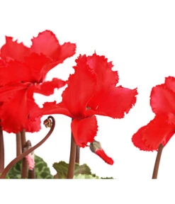 Alpenveilchen, Gefranst -Garten Umfassend Geschäft 8217473 WE DE 001 AlpenveilchenCyclameGefranstT12DehnerExpressHerzig