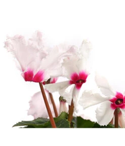 Alpenveilchen, Gefranst -Garten Umfassend Geschäft 8217473 WE DE 001 AlpenveilchenCyclamenGefranstWeissT12DehnerExpressHerzig